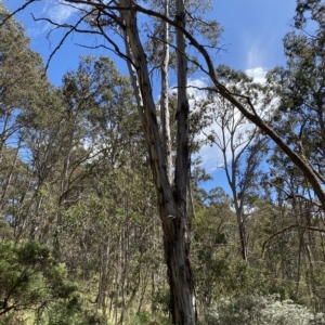 Eucalyptus rubida subsp. rubida at Cooleman, NSW - 11 Mar 2023 11:36 AM