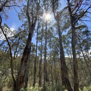 Eucalyptus rubida subsp. rubida at Cooleman, NSW - 11 Mar 2023
