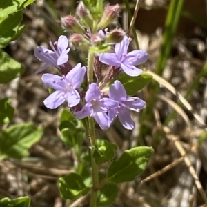 Mentha diemenica at Tantangara, NSW - 11 Mar 2023