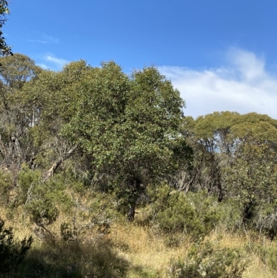 Eucalyptus stellulata (Black Sally) at Tantangara, NSW - 11 Mar 2023 by Tapirlord
