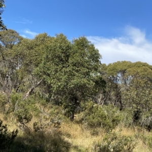 Eucalyptus stellulata at Tantangara, NSW - 11 Mar 2023