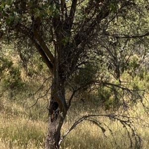 Eucalyptus stellulata at Kosciuszko National Park - 11 Mar 2023