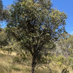 Eucalyptus stellulata at Tantangara, NSW - 11 Mar 2023