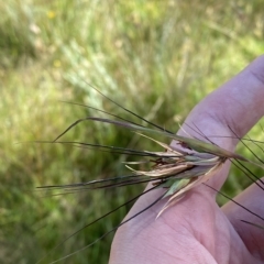 Themeda triandra (Kangaroo Grass) at Tantangara, NSW - 11 Mar 2023 by Tapirlord