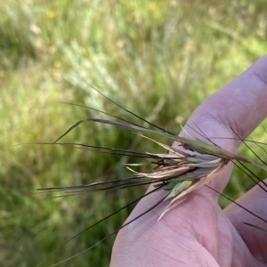 Themeda triandra at Tantangara, NSW - 11 Mar 2023 11:08 AM