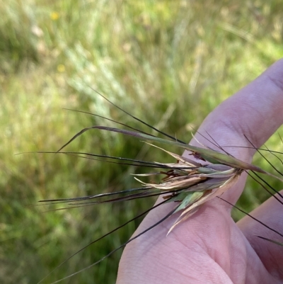 Themeda triandra (Kangaroo Grass) at Tantangara, NSW - 11 Mar 2023 by Tapirlord