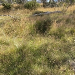 Themeda triandra at Tantangara, NSW - 11 Mar 2023