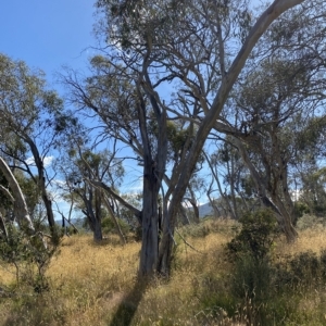Eucalyptus pauciflora subsp. pauciflora at Tantangara, NSW - 11 Mar 2023