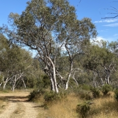 Eucalyptus pauciflora subsp. pauciflora at Tantangara, NSW - 11 Mar 2023 11:08 AM