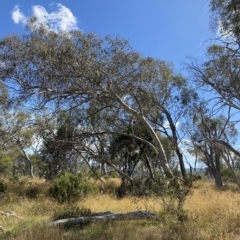 Eucalyptus pauciflora subsp. pauciflora at Tantangara, NSW - 11 Mar 2023