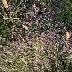 Agrostis capillaris (Brown Top Bent Grass) at Tantangara, NSW - 11 Mar 2023 by Tapirlord