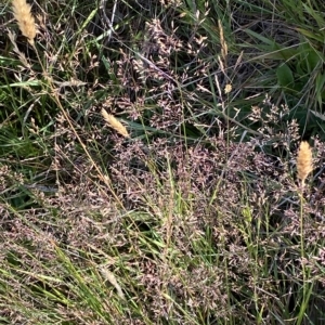 Agrostis capillaris at Tantangara, NSW - 11 Mar 2023 11:08 AM