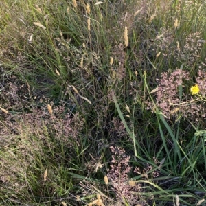 Agrostis capillaris at Tantangara, NSW - 11 Mar 2023