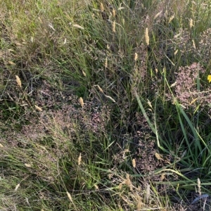 Agrostis capillaris at Tantangara, NSW - 11 Mar 2023