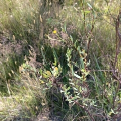 Pimelea pauciflora (Poison Rice Flower) at Kosciuszko National Park - 11 Mar 2023 by Tapirlord