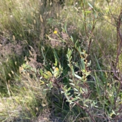 Pimelea pauciflora (Poison Rice Flower) at Tantangara, NSW - 11 Mar 2023 by Tapirlord