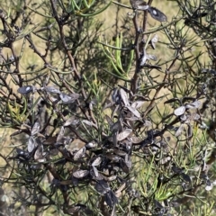 Hakea microcarpa (Small-fruit Hakea) at Tantangara, NSW - 10 Mar 2023 by Tapirlord