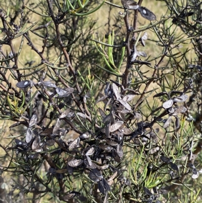 Hakea microcarpa (Small-fruit Hakea) at Tantangara, NSW - 11 Mar 2023 by Tapirlord