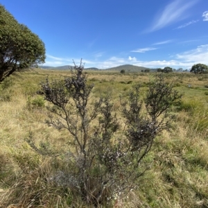 Hakea microcarpa at Tantangara, NSW - 11 Mar 2023 10:39 AM