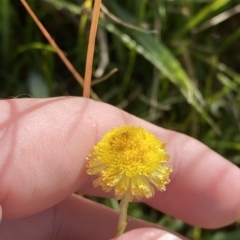 Coronidium monticola (Mountain Button Everlasting) at Tantangara, NSW - 11 Mar 2023 by Tapirlord