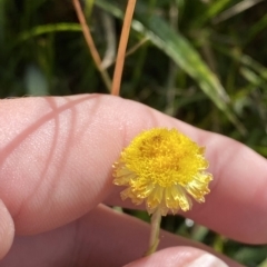 Coronidium monticola at Tantangara, NSW - 11 Mar 2023 10:34 AM