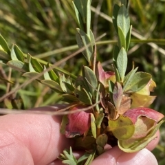 Pimelea bracteata (A Rice Flower) at Tantangara, NSW - 11 Mar 2023 by Tapirlord