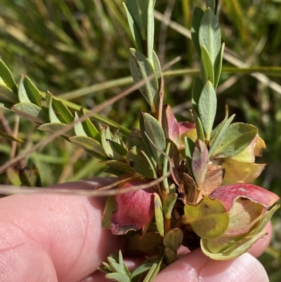 Pimelea bracteata (A Rice Flower) at Tantangara, NSW - 10 Mar 2023 by Tapirlord