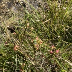 Pimelea bracteata at Tantangara, NSW - 11 Mar 2023