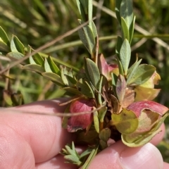 Pimelea bracteata at Tantangara, NSW - 11 Mar 2023 10:33 AM