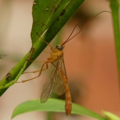 Ichneumonidae (family) at Braemar, NSW - 4 Mar 2023 by Curiosity