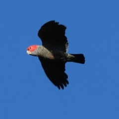 Callocephalon fimbriatum at Wodonga, VIC - 11 Apr 2023