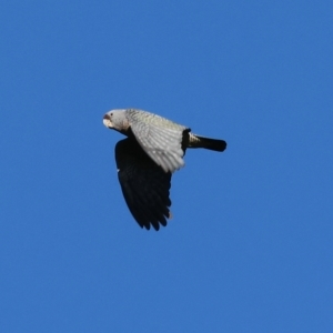 Callocephalon fimbriatum at Wodonga, VIC - 11 Apr 2023