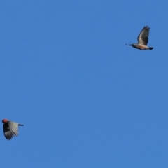 Callocephalon fimbriatum at Wodonga, VIC - 11 Apr 2023