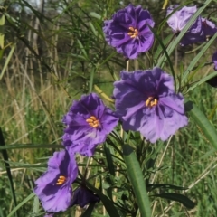 Solanum linearifolium (Kangaroo Apple) at Bruce, ACT - 30 Oct 2022 by MichaelBedingfield