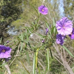 Solanum linearifolium at Bruce, ACT - 30 Oct 2022 03:18 PM