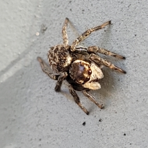 Maratus griseus at Lyneham, ACT - 11 Apr 2023