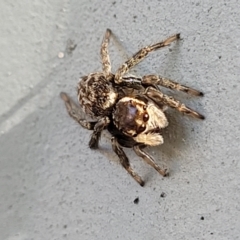 Maratus griseus (Jumping spider) at Lyneham, ACT - 11 Apr 2023 by trevorpreston