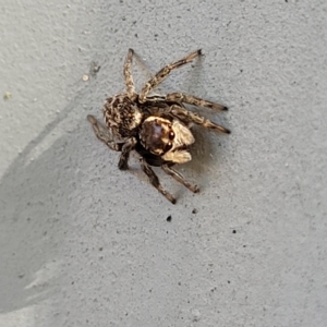 Maratus griseus at Lyneham, ACT - 11 Apr 2023