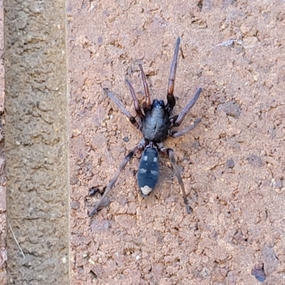 Lampona cylindrata (White-tailed Spider) at Lyneham, ACT - 11 Apr 2023 by trevorpreston