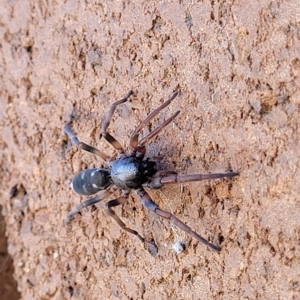 Lampona cylindrata at Lyneham, ACT - 11 Apr 2023 10:24 AM