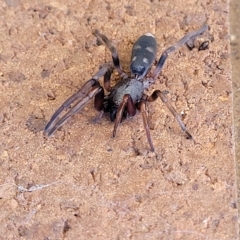 Lampona cylindrata at Lyneham, ACT - 11 Apr 2023 10:24 AM