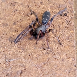 Lampona cylindrata at Lyneham, ACT - 11 Apr 2023