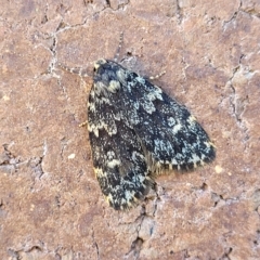 Halone sinuata (Rock Lichen Moth) at Sullivans Creek, Lyneham South - 11 Apr 2023 by trevorpreston