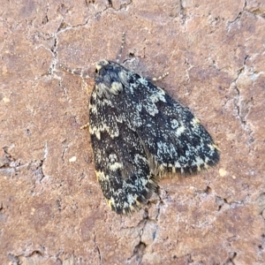 Halone sinuata at Lyneham, ACT - 11 Apr 2023 10:22 AM