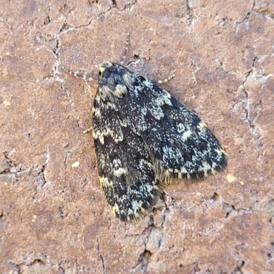 Halone sinuata (Rock Lichen Moth) at Sullivans Creek, Lyneham South - 11 Apr 2023 by trevorpreston