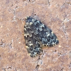 Halone sinuata (Rock Lichen Moth) at Lyneham, ACT - 11 Apr 2023 by trevorpreston