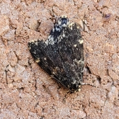 Halone sinuata (Rock Lichen Moth) at Lyneham, ACT - 11 Apr 2023 by trevorpreston