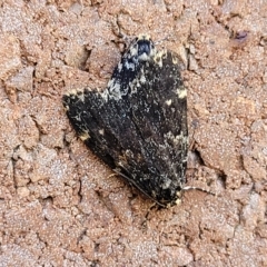 Halone sinuata (Rock Lichen Moth) at Lyneham, ACT - 11 Apr 2023 by trevorpreston