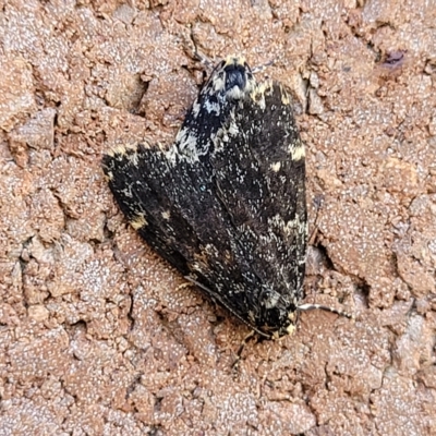 Halone sinuata (Rock Lichen Moth) at Sullivans Creek, Lyneham South - 11 Apr 2023 by trevorpreston