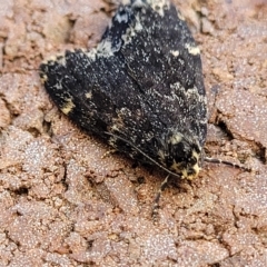 Halone sinuata at Lyneham, ACT - 11 Apr 2023